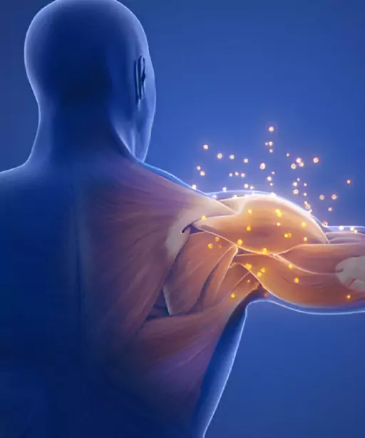 3D illustration of human shoulder muscles showing pain relief and healing effects
